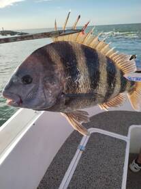 Galveston Report Photo 2