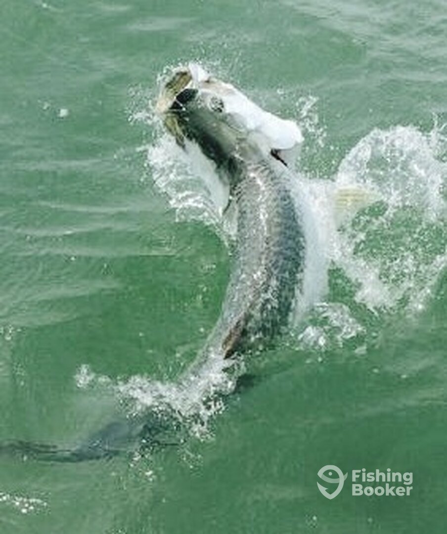 TARPON 