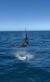 Sailfish bite is picking up