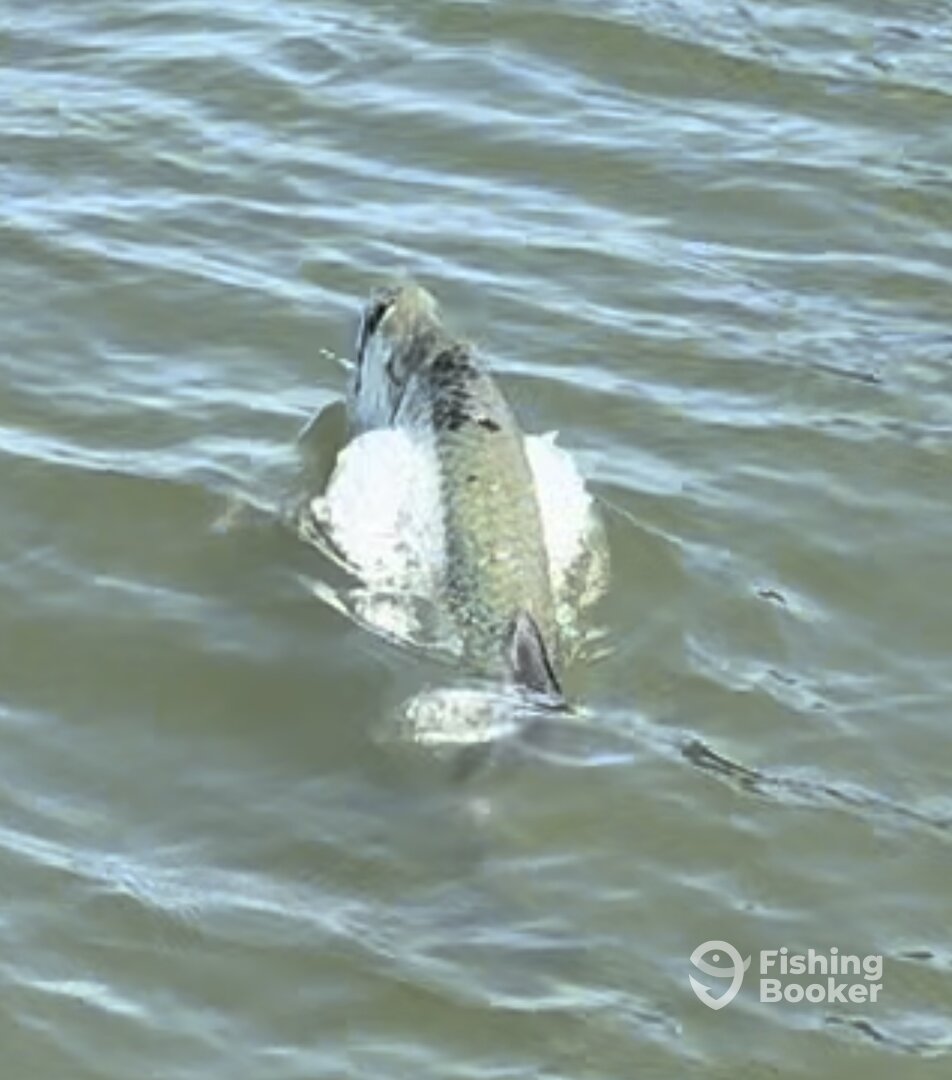 The mighty Silver King aka Tarpon