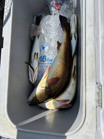 Panacea Report Photo 1