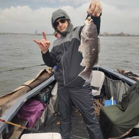 Nice striper and blackfish combo for joh