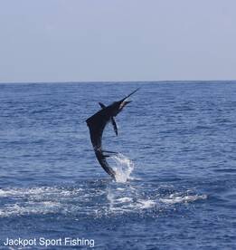 Quepos Report Photo 1