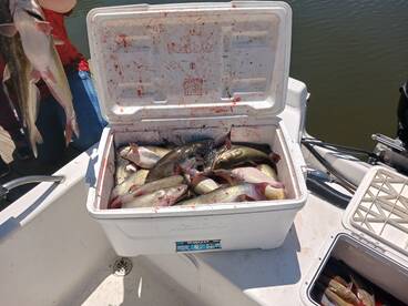 Willis Report Photo 2