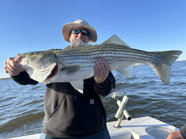Striped bass is on!