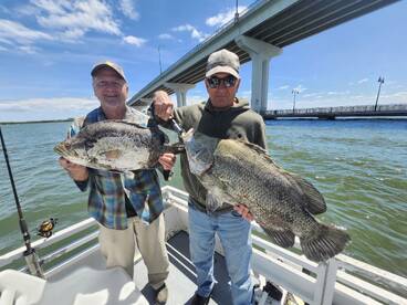 Tripletail Time