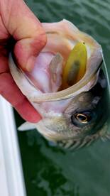 Striped Bass Fishing is Heating Up