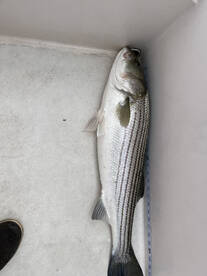 Bass  spreading out in the bay  