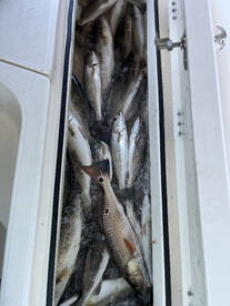 St. Bernard Report Photo 2