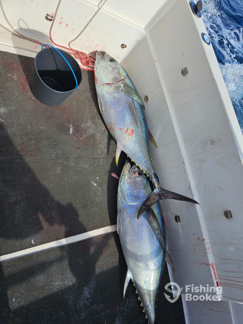 Ponta Delgada Report Photo 0