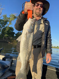 Stripers, Stripers, & More Stripers