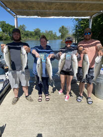 Striper Derby Day Colusa Ca Sacramento R