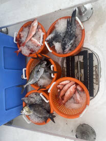 12 hour gulf stream bottom fishing 