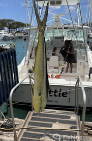 Monster Mahi: Reeling in a 30lb Trophy o