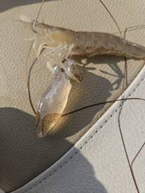 Mount Pleasant Report Photo 2