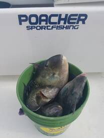 Nags Head Report Photo 2