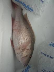 We found the Muttons!!!