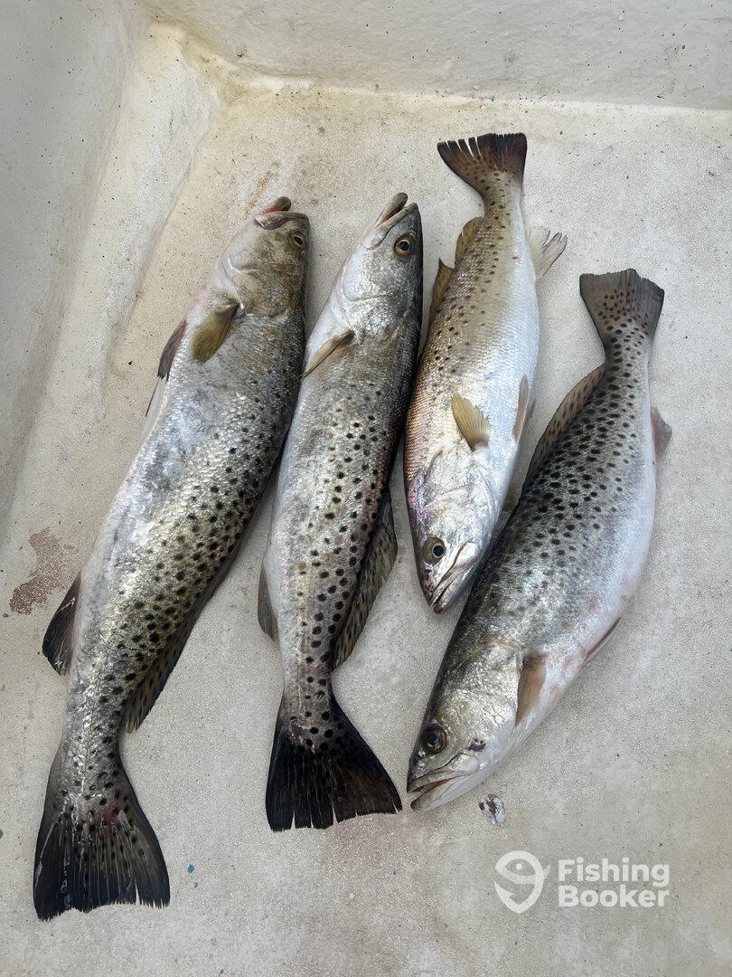 Cedar Key Report Photo 0