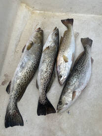 Great weekend catching Trout! 