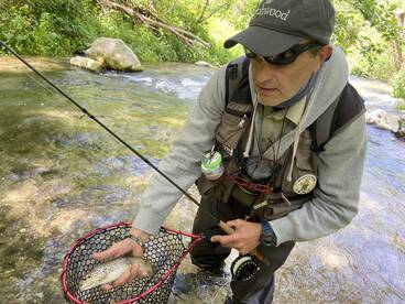Brown trouts in the Corno river, Valneri