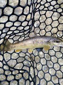 Piedipaterno Report Photo 1