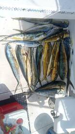 Cozumel Report Photo 2