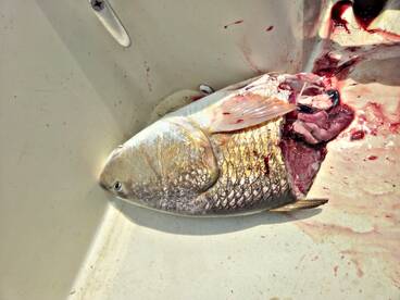 Georgetown Report Photo 2