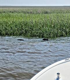 Big bull reds today. 