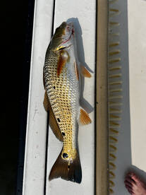 Redfish and black drum fishing  