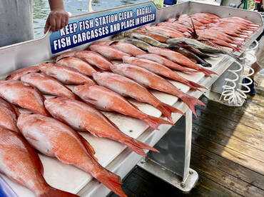 Shalimar Report Photo 2