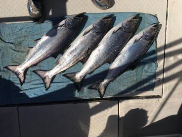 Nanaimo Salmon fishing 