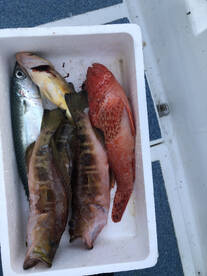 Not to many, but all quality fish! 