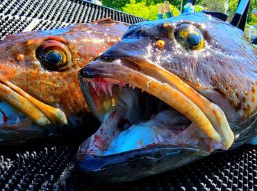 Seattle Report Photo 2