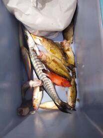 Amaizing One hours fishing trip