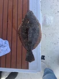 Fluke season starting well
