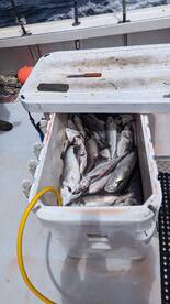 Lock and load haddock fishing continues!