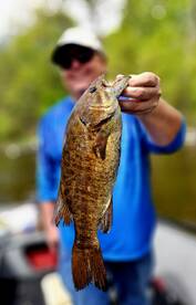 Smallmouth are fired up!