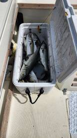 Virginia Beach Report Photo 1