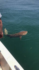 Fishing is Fire right now!! 