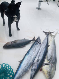 Sandys Report Photo 2