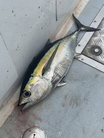 Fort Lauderdale Report Photo 2