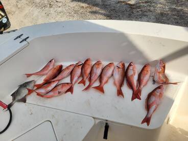 Edisto Island Report Photo 1