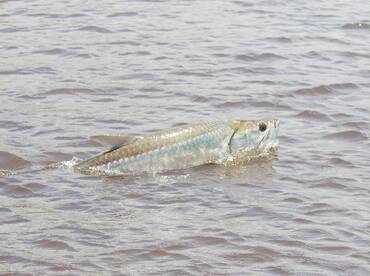 Bonefish, Tarpon, Snook, Buffalo Trunkfi