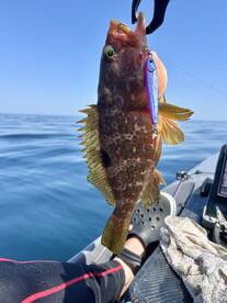 Sumoto Report Photo 1