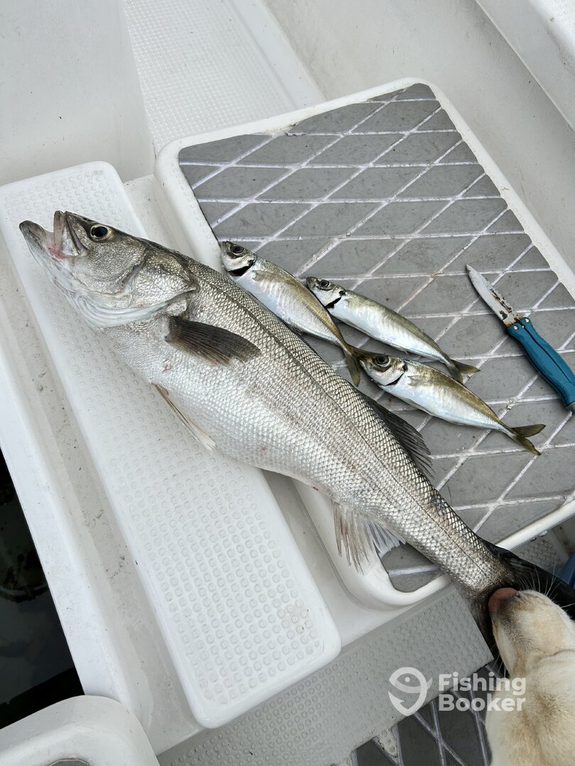 Sumoto Report Photo 0