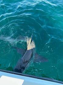 Sharks are Hungry. Let’s go. 