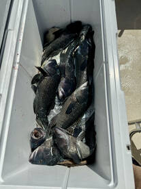 Falmouth Report Photo 1