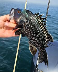 Stone Harbor Report Photo 1