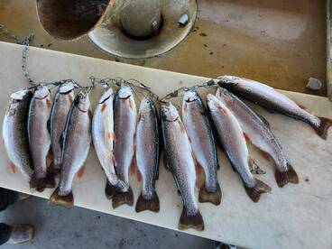 Limit Trout on Memorial Day