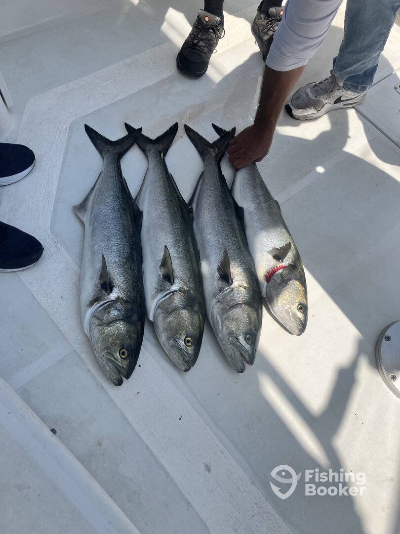 New York City Report Photo 0